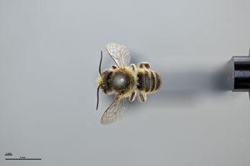 Media type: image;   Entomology 785735 Aspect: habitus dorsal view